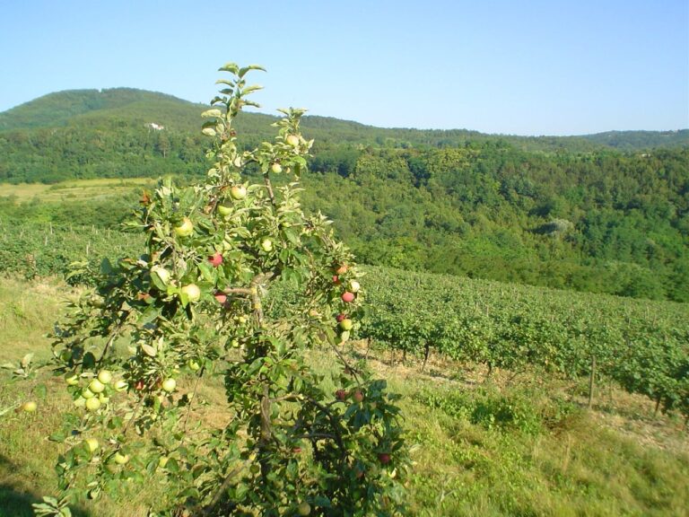 Motovun view in Istria with apple and grape, symbolizing local fruits and wine culture of the region.