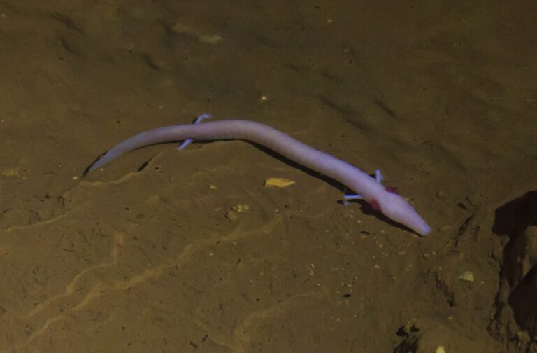 An olm (Proteus anguinus), also known as human fish, in the aquatic habitat of Baredine Cave.