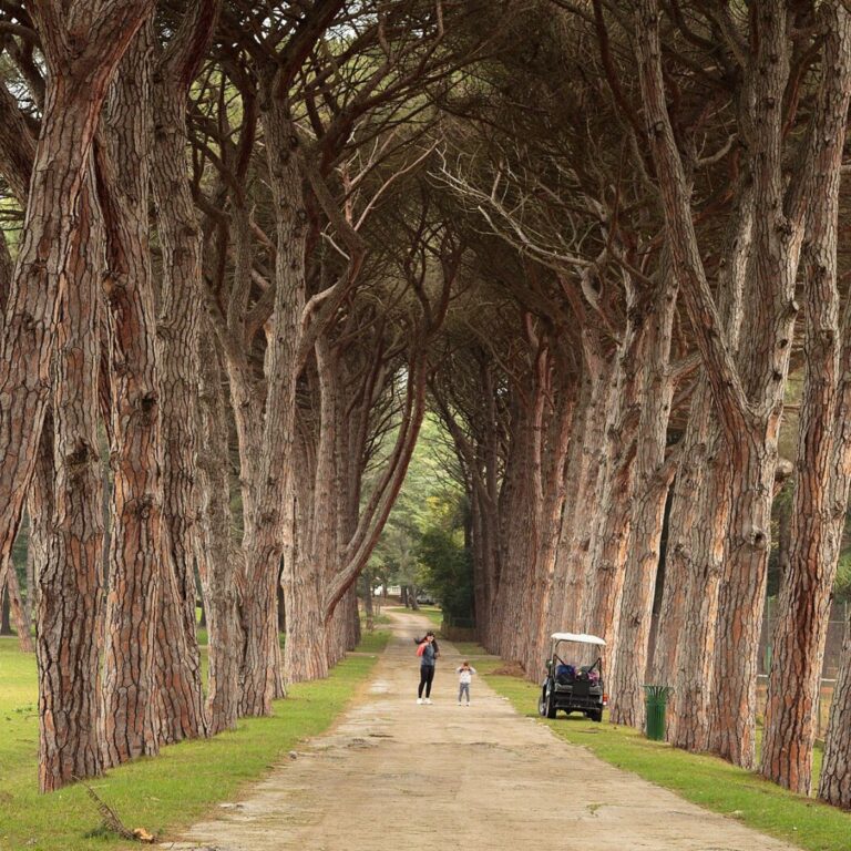 Pine avenue in Brijuni National Park, a famous natural heritage site in Istria, Croatia.