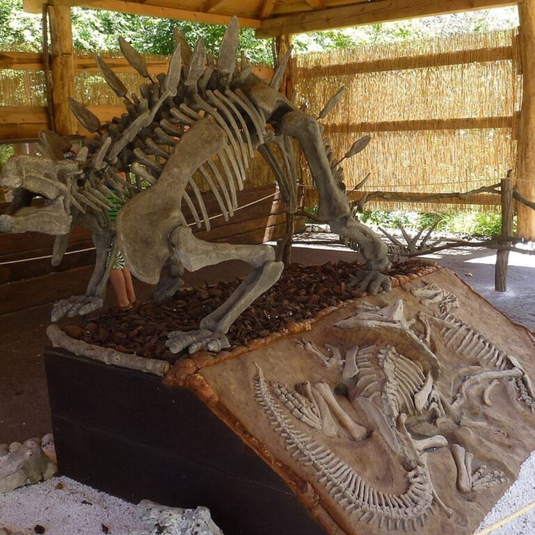 Exhibit of a dinosaur skeleton and fossil display at Dinopark Funtana, Croatia.