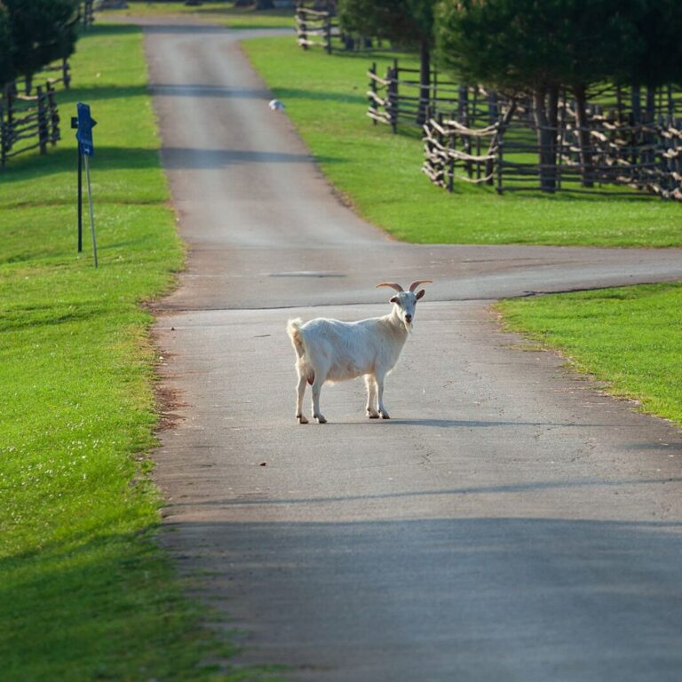 Istrian goat, an iconic animal of Istria, photographed in Brijuni National Park.