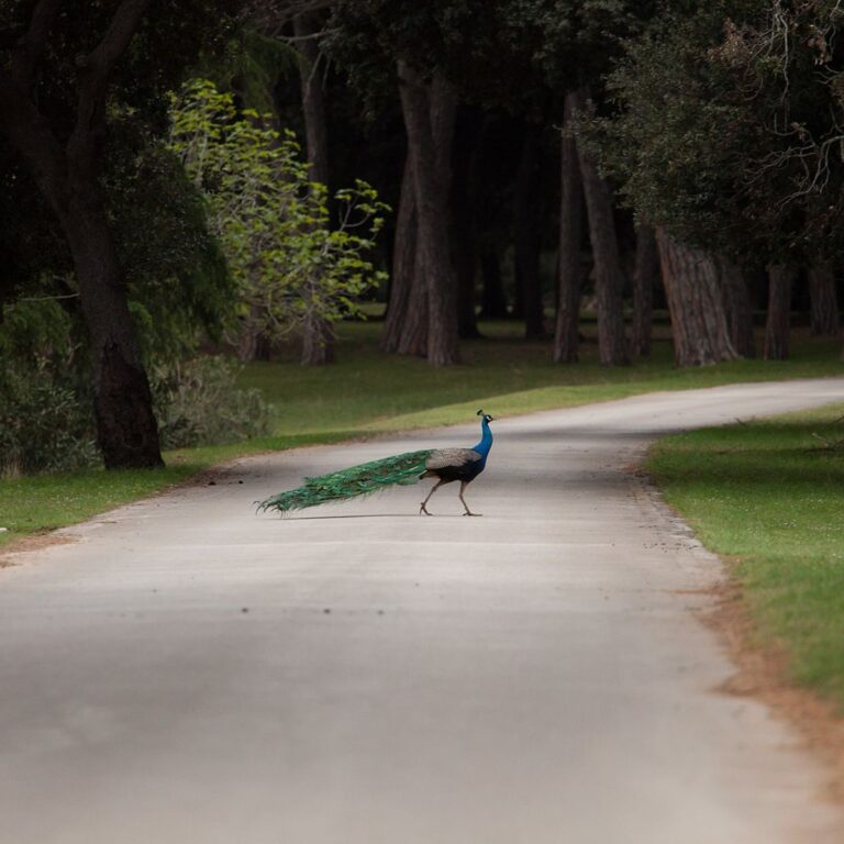 Peafowl strolling freely in Brijuni National Park, Istria, Croatia.